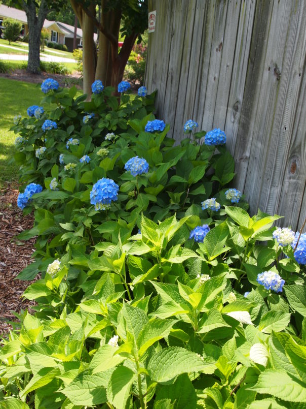 hydrangea hedge