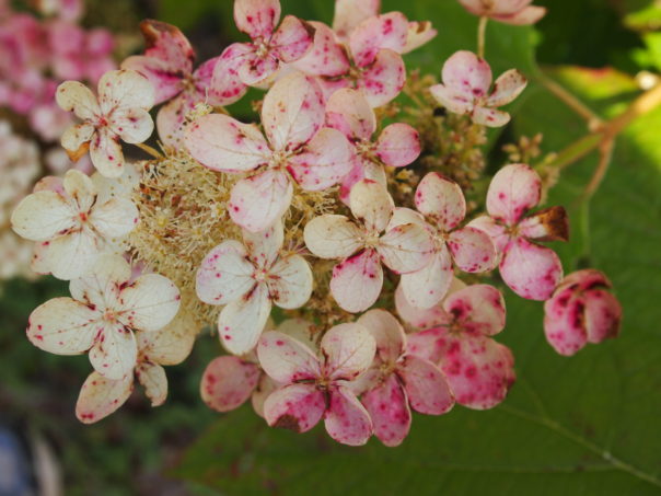 pee gee hydrangea