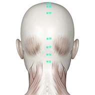 GV17 - Governing Vessel / Du Mai Meridian 17 Acupuncture Point ...