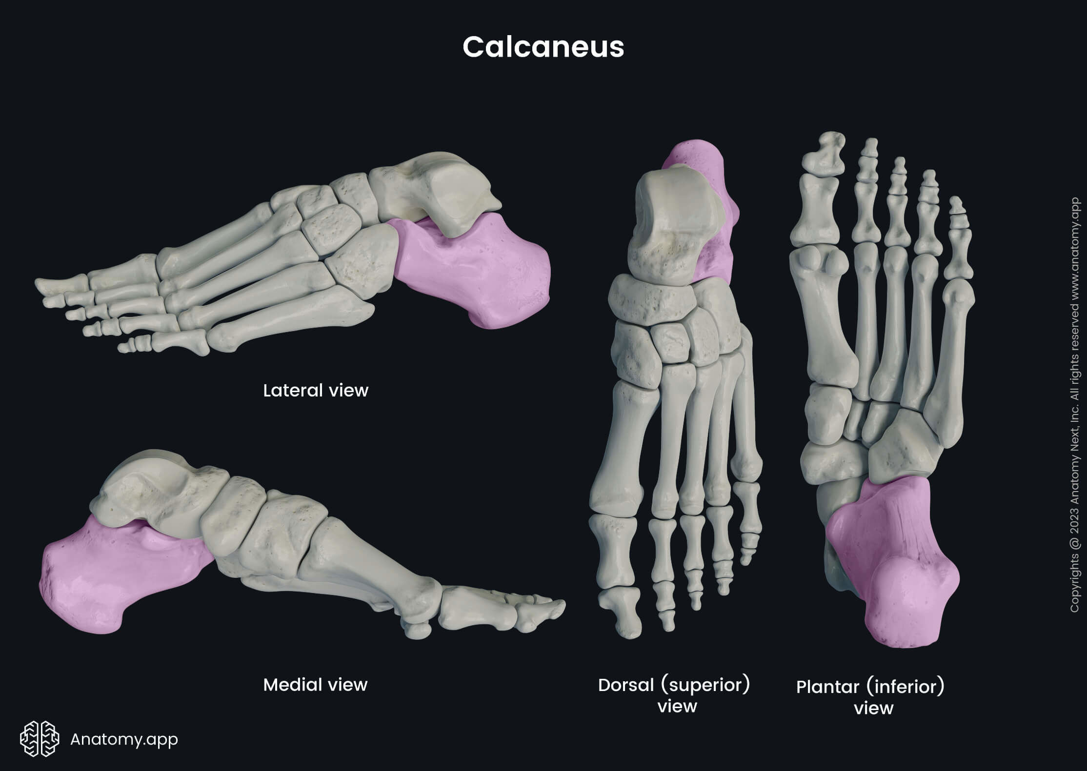 Human skeleton, Human foot, Foot bones, Skeleton of foot, Calcaneus, Tarsals, Lateral view of calcaneus, Dorsal view of calcaneus, Plantar view of calcaneus, Medial view of calcaneus, Inferior view of calcaneus, Superior view of calcaneus, Skeleton of lower limb