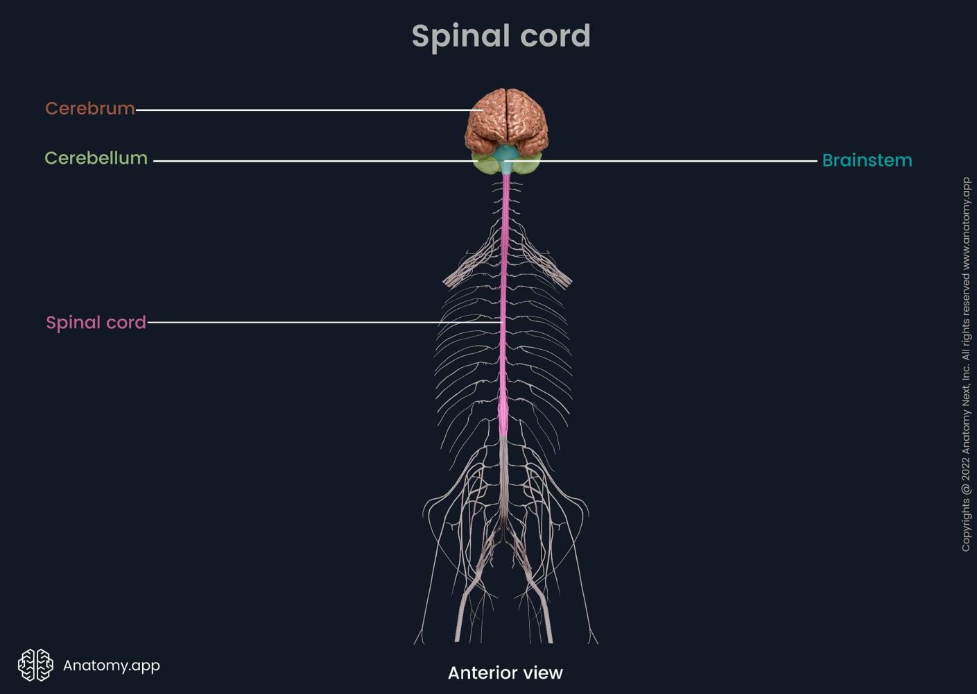 Spinal cord | Media Library | Anatomy.app | Learn anatomy | 3D models ...