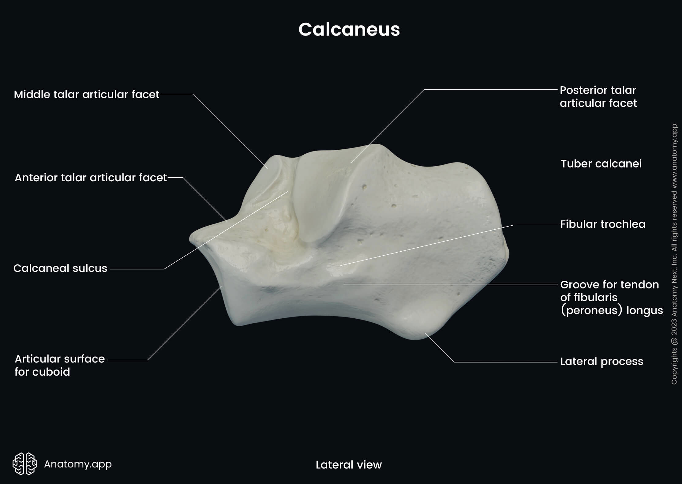 Human foot, Bones of foot, Foot skeleton, Calcaneus, Landmarks, Lateral view, Tarsals