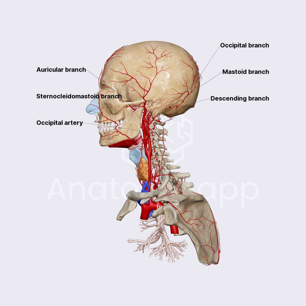 Occipital Artery And Nerve