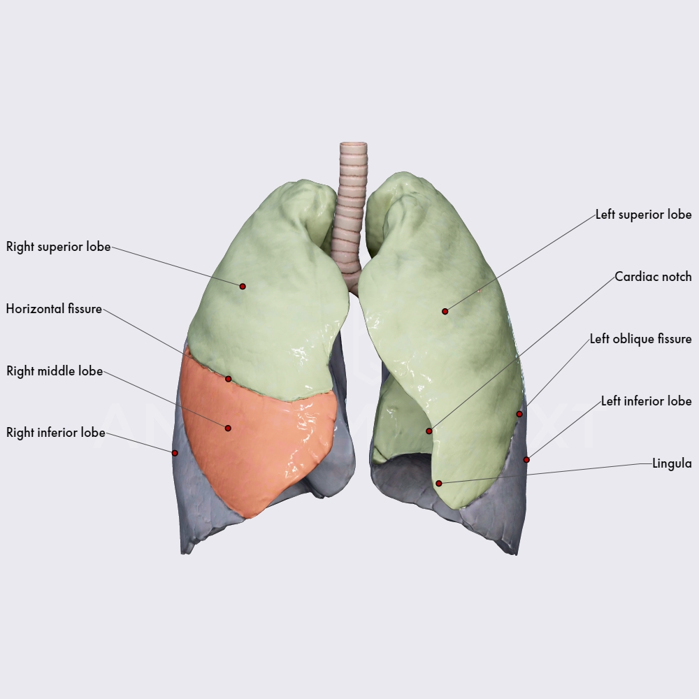 Lung lobes | Respiratory system | Organ Systems | Anatomy.app | Learn ...