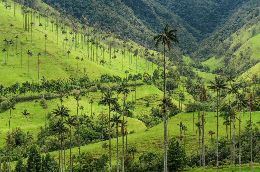 Wax palm trees in Cocora Valley, Colombia