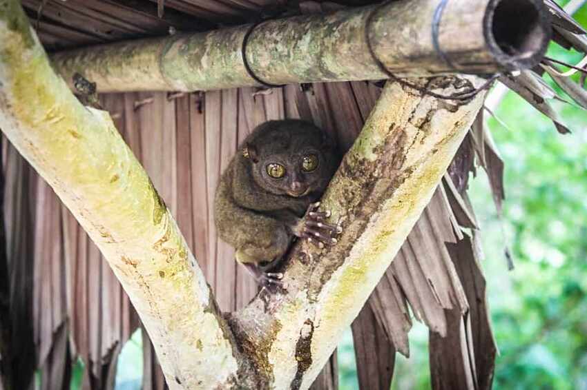 Bohol tarsier