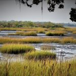 Audubon Center at Francis Beidler Forest