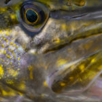 Fly Cast for Predators on the French Broad