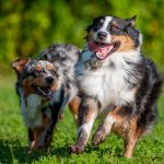 James Island County Park Dog Park (James Island)