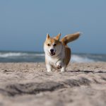 Kiawah Beachwalker Park (Kiawah Island)