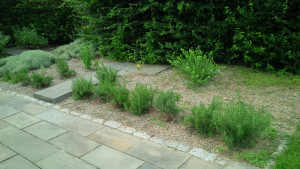 Rosemary Hedge Addition