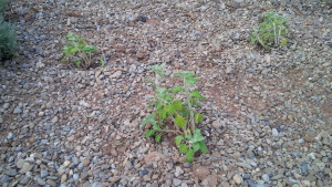 White Horehound Additions