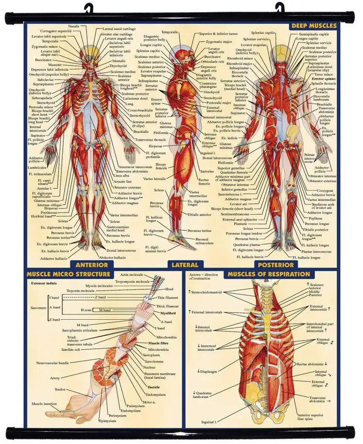 Muscle Anatomy Charts Skeletal Human Body Posters Muscle Anatomy - Vrogue