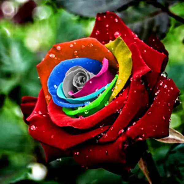 200 piece Mystic Rainbow Rose Bush Flower Seeds Stratisfied Seeds Free ...