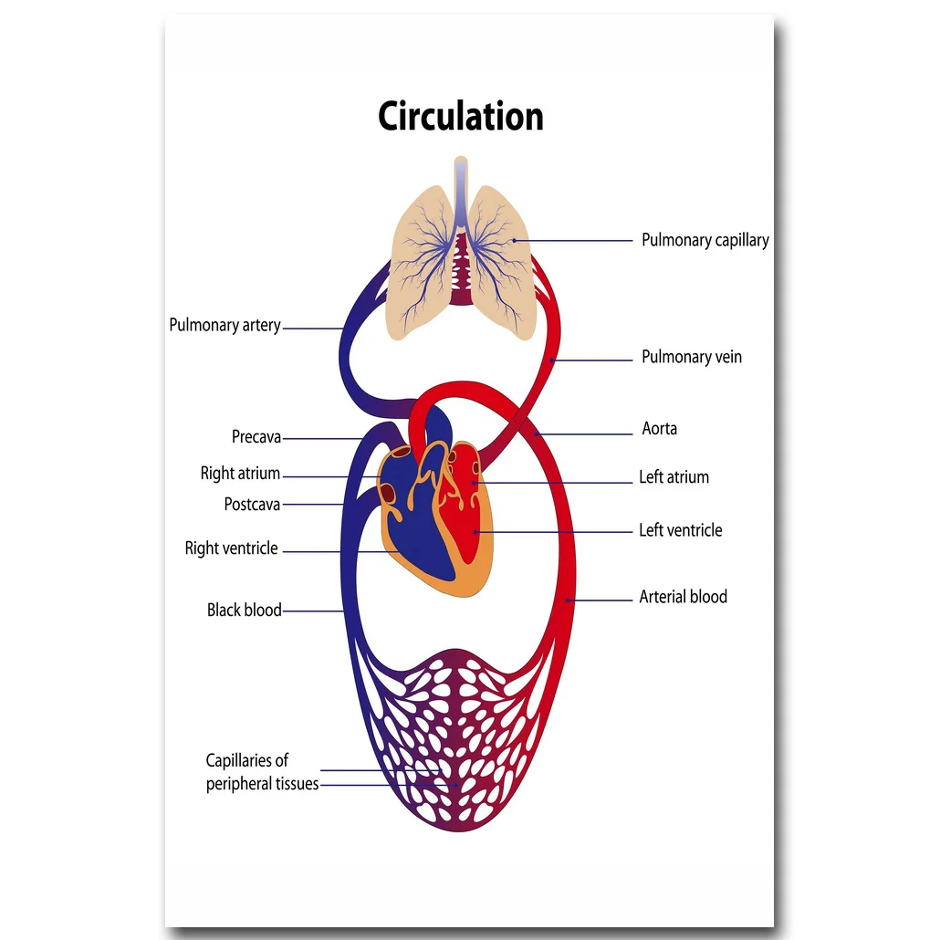 Blood Circulation System Diagram