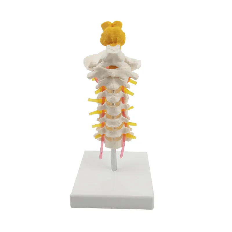 medical skeleton model 7 cervical spine brainstem model brain anatomy ...