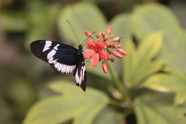 audubon butterfly