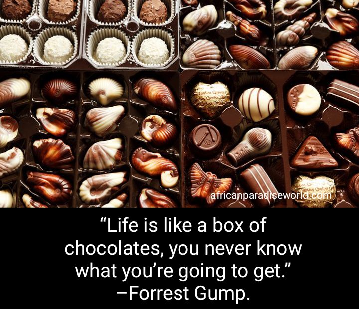 Life Is Like A Box Of Chocolates quote