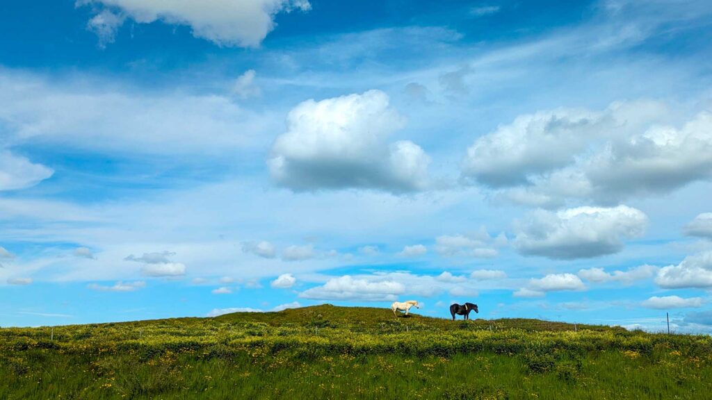 icelandic-horses