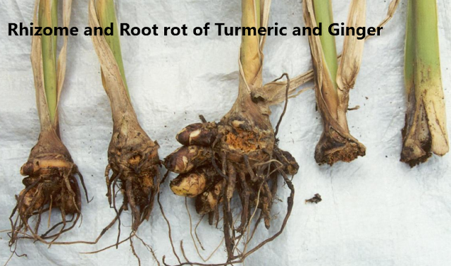 Symptoms and management of Rhizome rot of Turmeric and Ginger