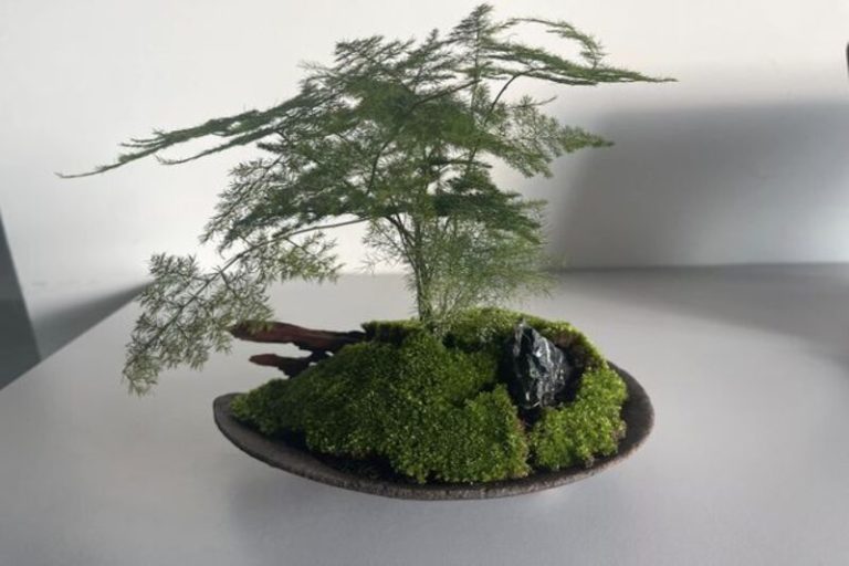 Bonsai moss