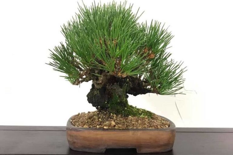 Shohin Bonsai