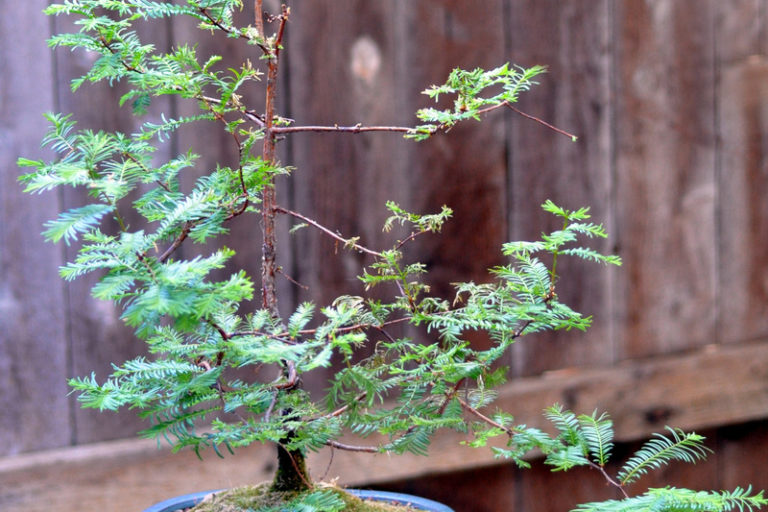 Metasequoia forest bonsai