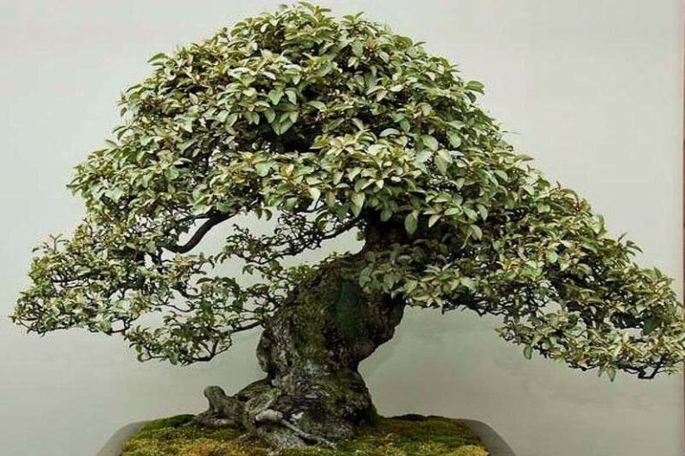 Silverberry Bonsai