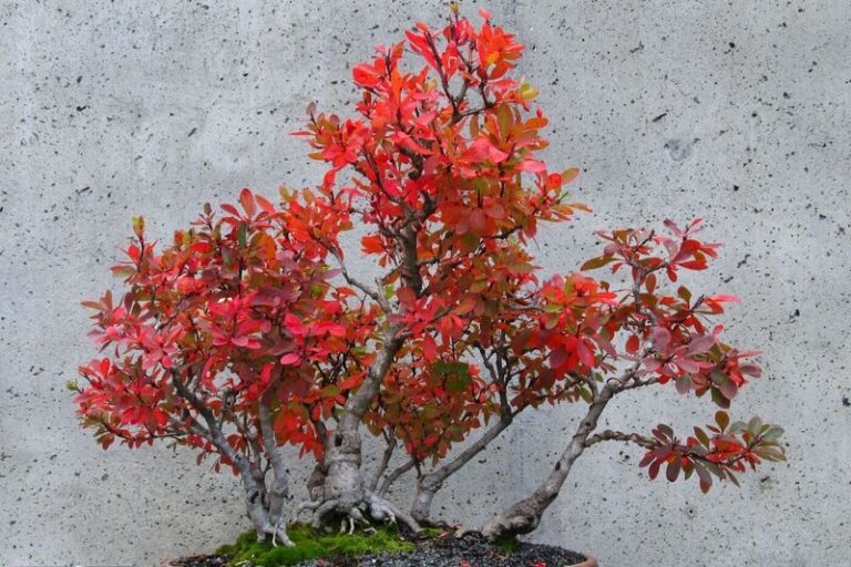 Barberry Bonsai