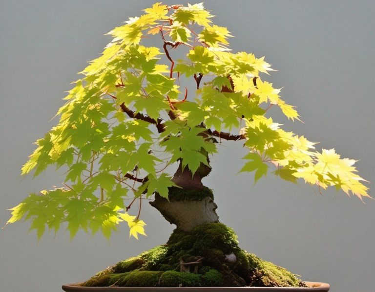 Vine Maple Bonsai