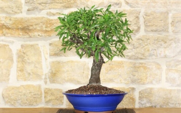 Bonsai Almond Tree