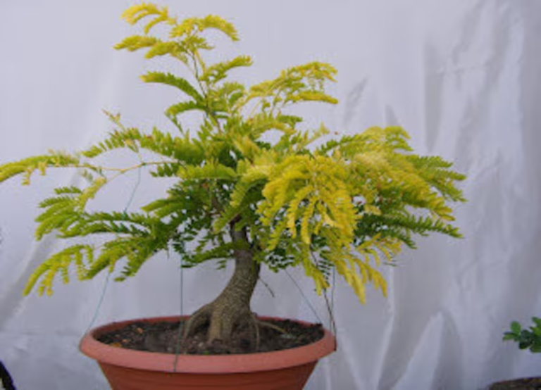 Honey Locust Bonsai