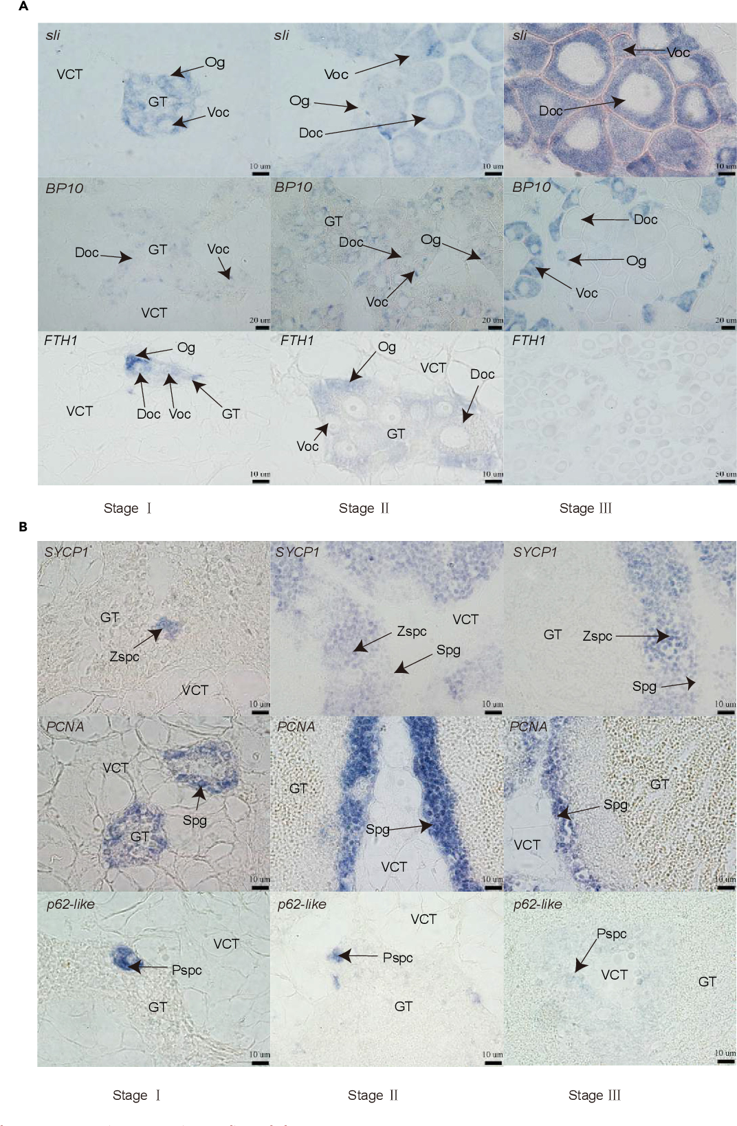 Figure 3 from Integrative analysis of single-nucleus RNA-seq and bulk ...