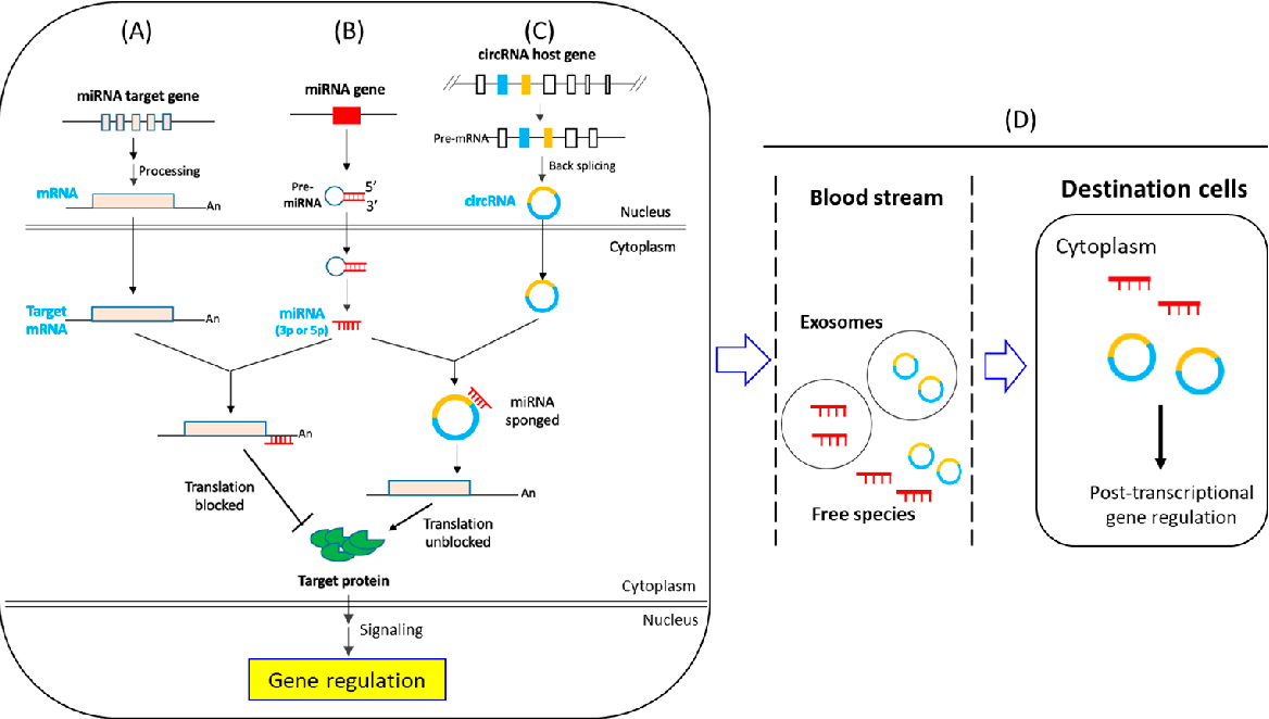 Figure 1 from Circular RNA- and microRNA-Mediated Post-Transcriptional ...