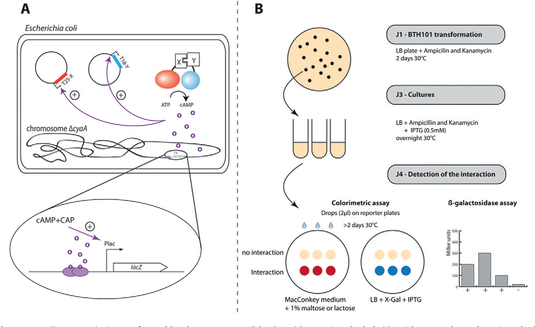 Figure 2 from The bacterial two-hybrid system based on adenylate ...