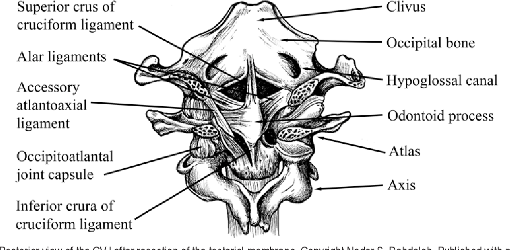 Figure 1 from Anatomy and biomechanics of the craniovertebral junction ...