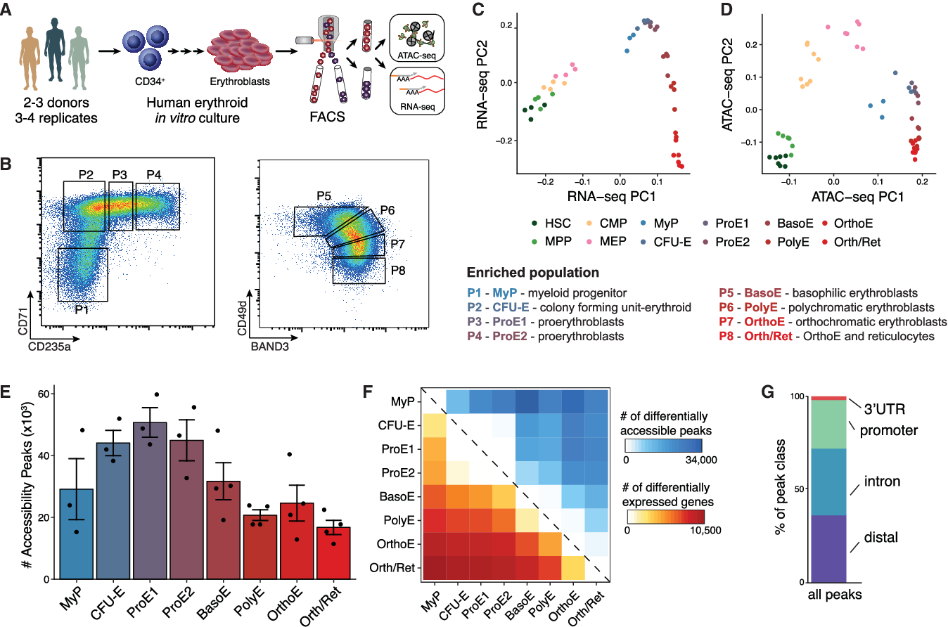 Figure 1 from Transcriptional States and Chromatin Accessibility ...