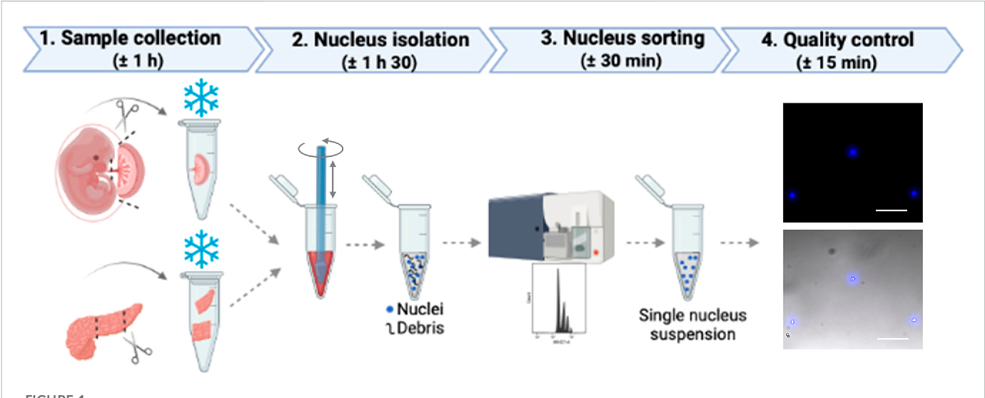 Figure 1 from Optimized nucleus isolation protocol from frozen mouse ...