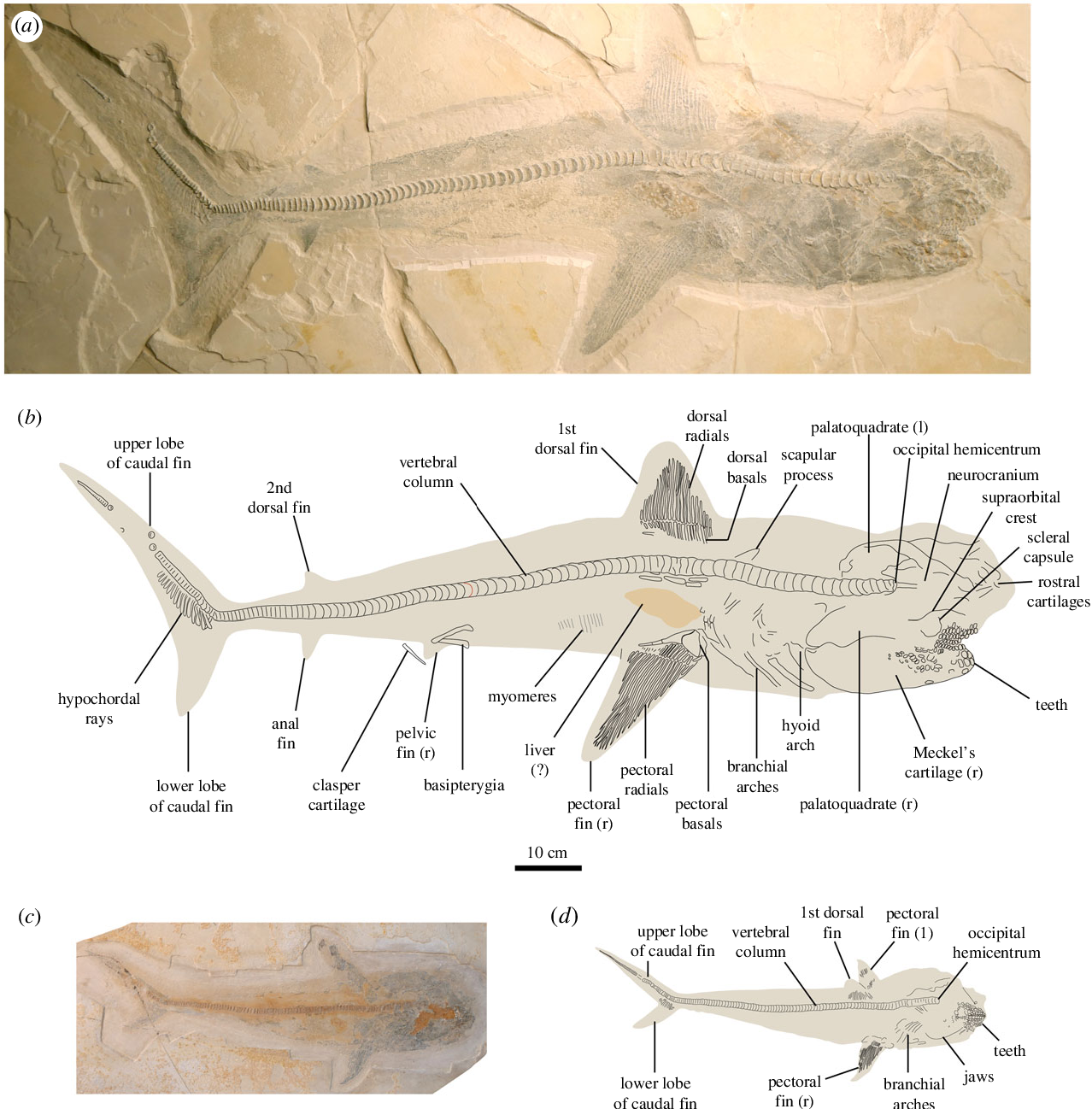 Figure 1 from Exceptionally preserved shark fossils from Mexico ...