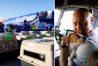 Airlift of 136 Shelter Pets from Maui Creates Space for Animals Displaced by Wildfires