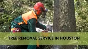 Tree Removal in Houston