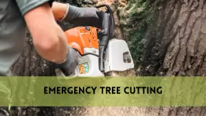 emergency tree cutting