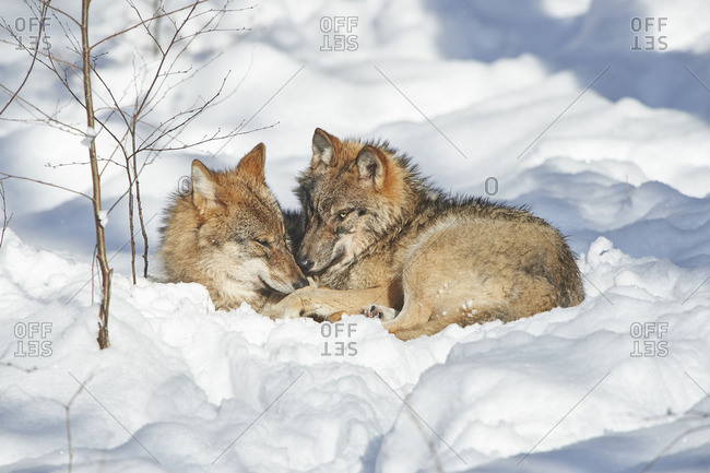 Two wolves, Canis lupus, cuddling in a snowy forest stock photo - OFFSET