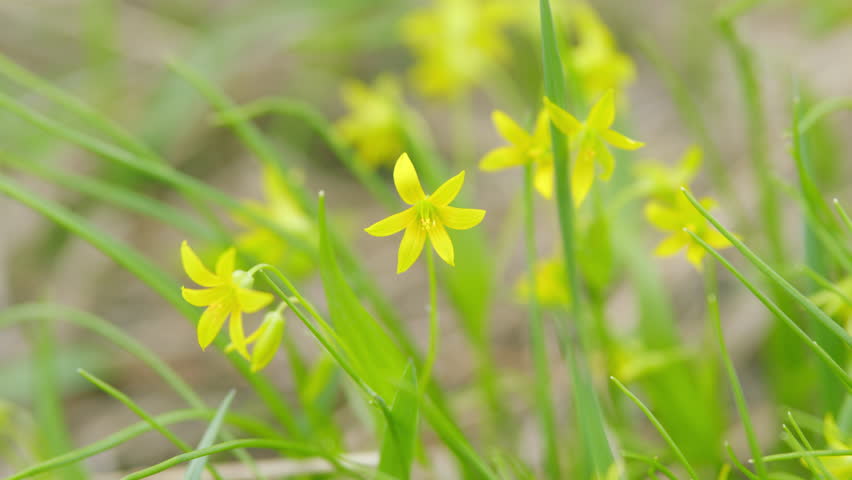 Early yellow flowers bethlehem star plant blooming at spring time.