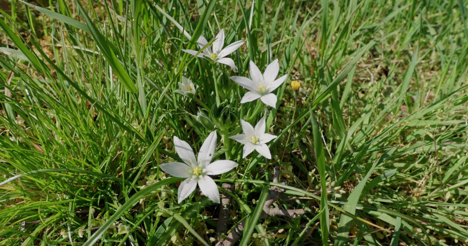 Garden Star-of-Bethlehem White Flowers On A Sunny Day. - closeup