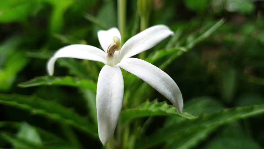 Hippobroma Longiflora white flowers blowing in the wind. This herbal plant is also known as the Star of Bethlehem or madamfate