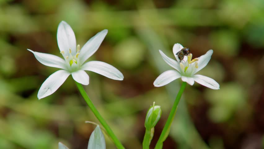 A hoverfly that collects nectar from a Star of Bethlehem.