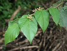 Guazuma ulmifolia - Alchetron, The Free Social Encyclopedia