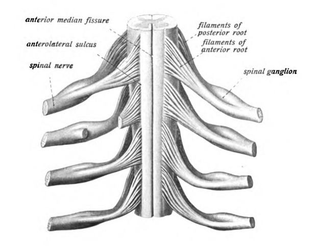 Thoracic spinal nerve 7 - Alchetron, the free social encyclopedia