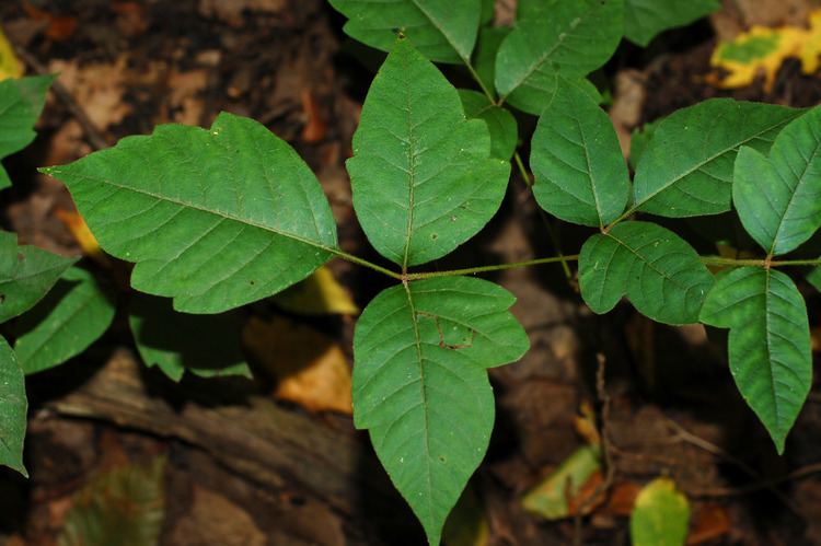 Toxicodendron - Alchetron, The Free Social Encyclopedia